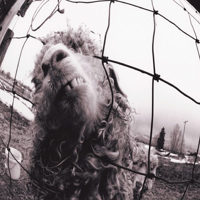 Vs., album cover
